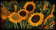 8th May 2013 - Sunflowers