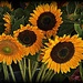 Sunflowers by peggysirk