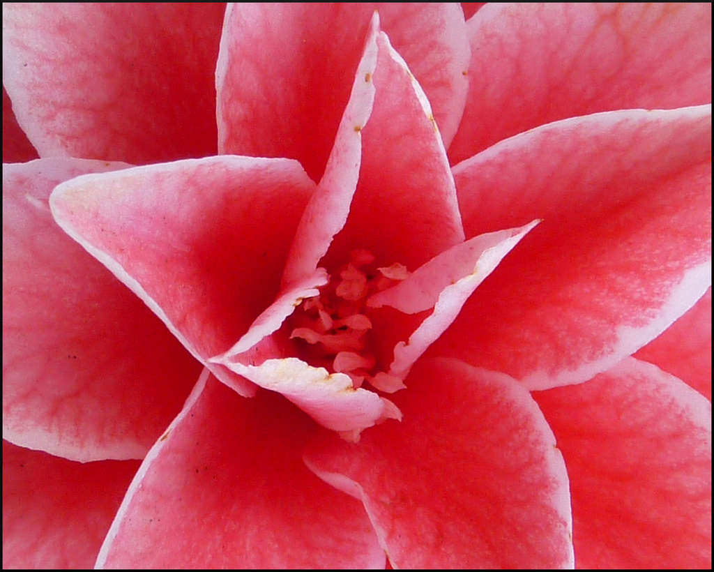 Pink Camellia Petals by phil_howcroft