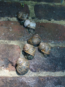 8th May 2013 - Snail queue