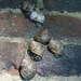 Snail queue by darkhorse