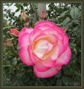 9th May 2013 - Variegated rose