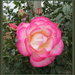 Variegated rose by kiwiflora