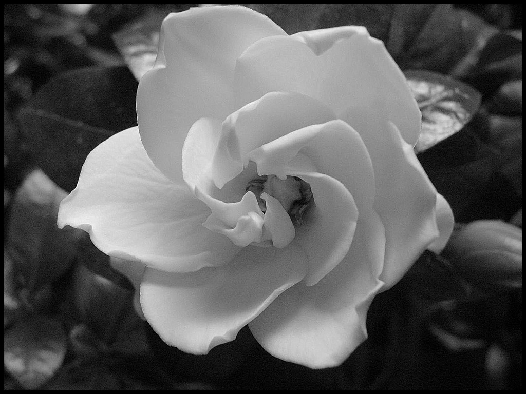 Gardenia by olivetreeann