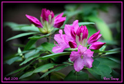 8th May 2013 - Rhododendron