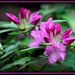 Rhododendron by vernabeth