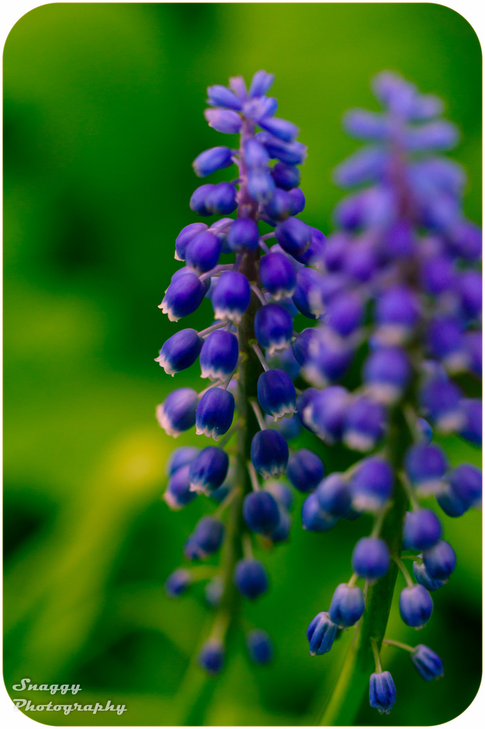 Day 127 - Grape Hyacinths by snaggy