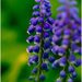 Day 127 - Grape Hyacinths by snaggy