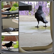 9th May 2013 - The Challenge of Crows