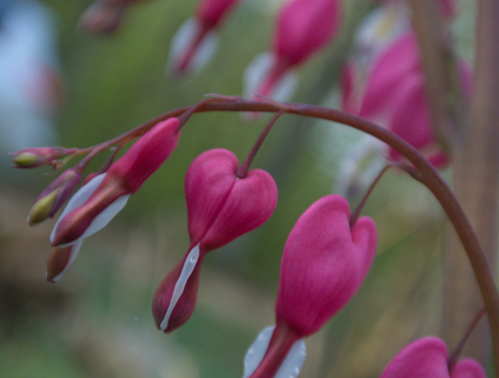 Bleeding Hearts by kevin365