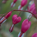 Bleeding Hearts by kevin365