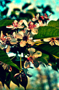 8th May 2013 - Cherry Blossoms One