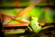 8th May 2013 - Bye-Bye Froggy