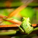 Bye-Bye Froggy by jankoos
