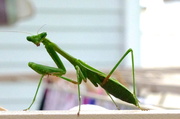 8th May 2013 - Preying Mantis