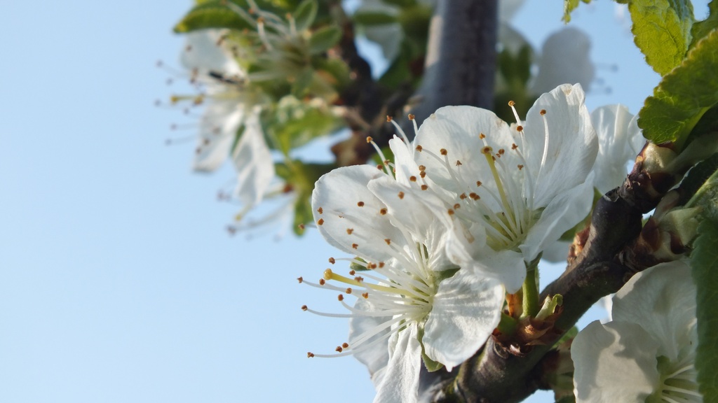 Plum Blossom by carolmw