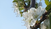 9th May 2013 - Plum Blossom