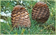 9th May 2013 - Pine Cones