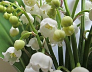 9th May 2013 - lily of the valley