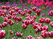 8th May 2013 - 8.5.13 Tulips