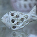 Stone Fish on a Glass Sea by gardencat