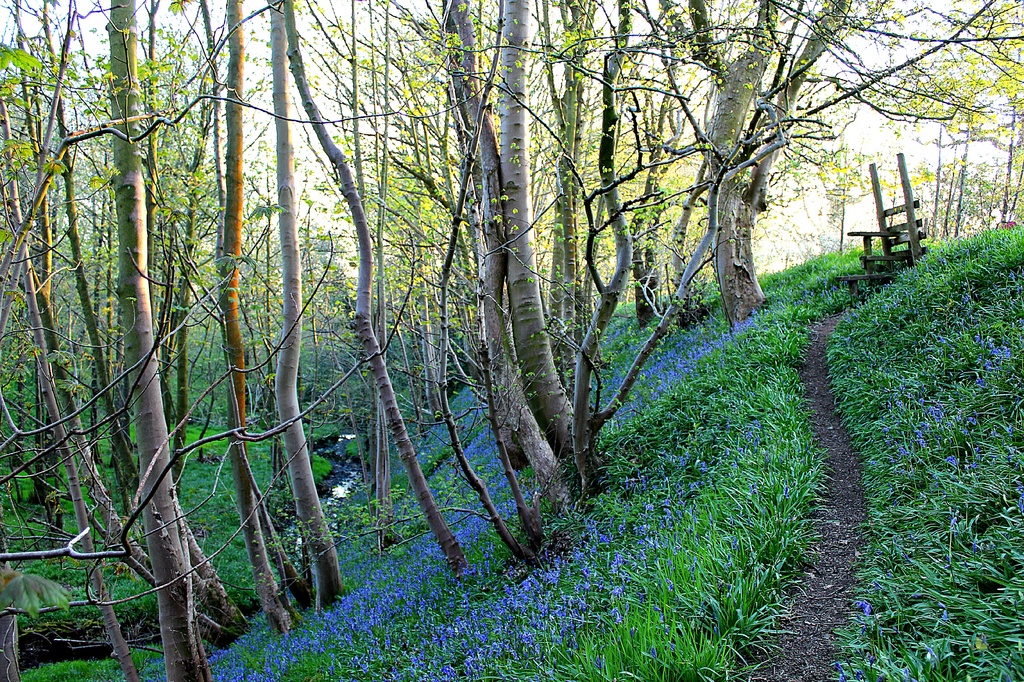 Bluebell path. by happypat