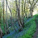 Bluebell path. by happypat