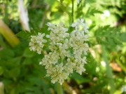 9th May 2013 - Sweet Cicely