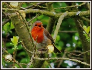 9th May 2013 - Who could resist this little fellow?