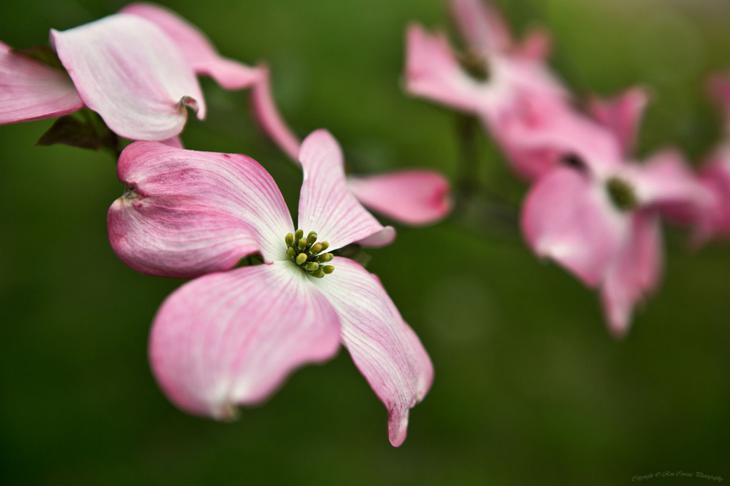 Flowering Pink by kannafoot