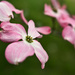 Flowering Pink by kannafoot