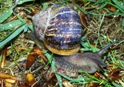 8th May 2013 - Snail