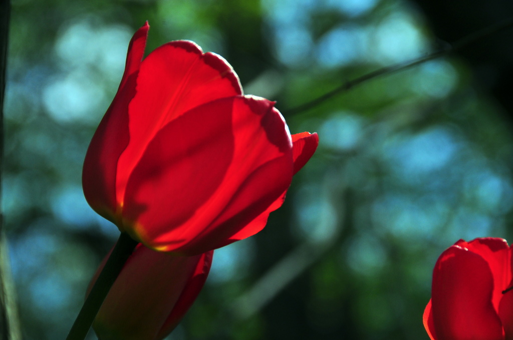 Red Tulip by jayberg