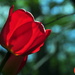 Red Tulip by jayberg