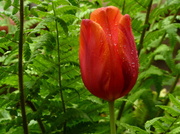 8th May 2013 - Tulip and ferns
