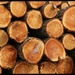 Log Pile by craftymeg