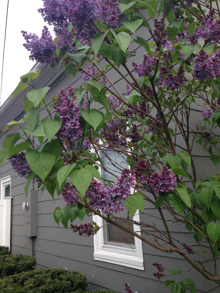 Long Island Lilacs by pfaith7