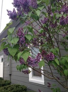 8th May 2013 - Long Island Lilacs