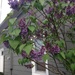 Long Island Lilacs by pfaith7