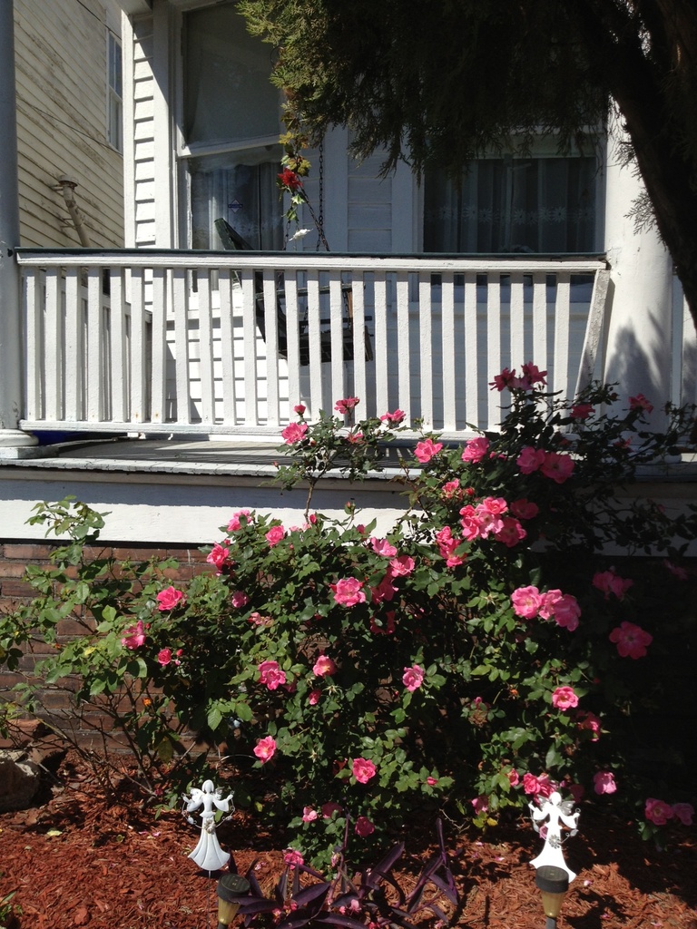 Roses and angels, Wraggborough neighborhood, Charleston, SC by congaree