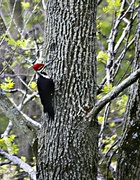 9th May 2013 - Pileated Woodpecker