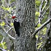 Pileated Woodpecker by skipt07