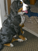 13th Apr 2013 - THE Bernese Mountain Dog