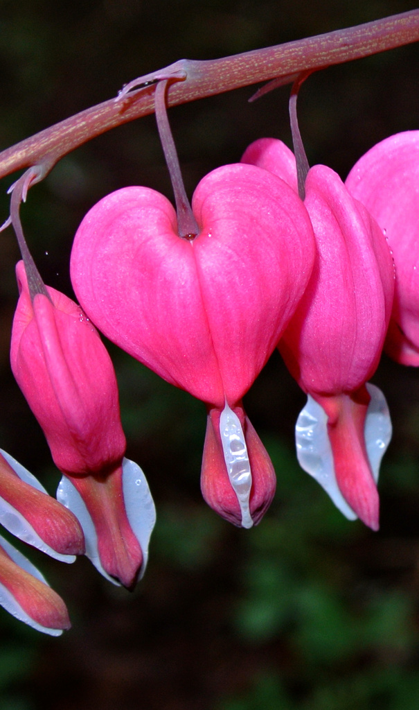 Bleeding Heart Two by kevin365