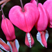 Bleeding Heart Two by kevin365