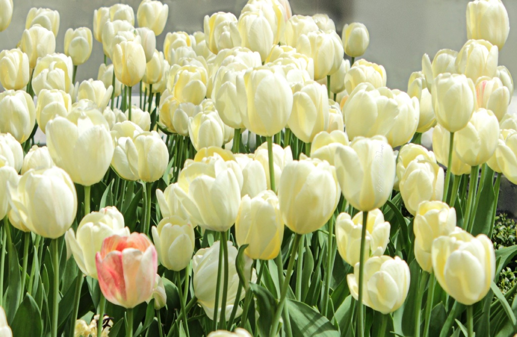 white tulips by summerfield