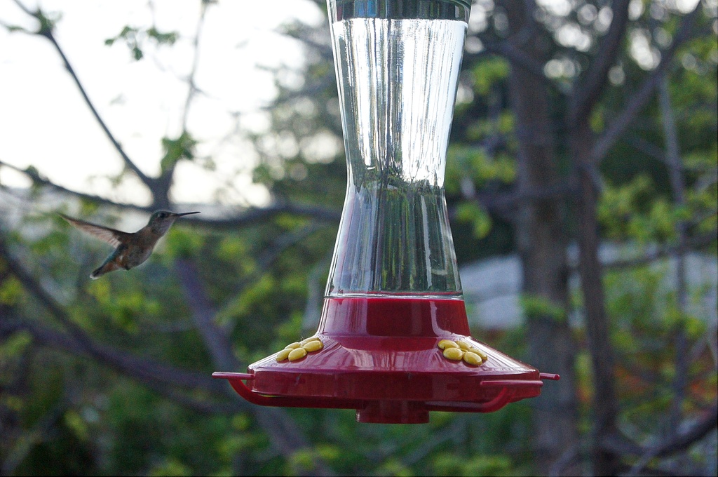 Hummingbird by jawere