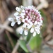 Alpine Pennycress (Thlaspi caerulescens) - Kevättaskuruoho, Backskärvfrö IMG_4191 by annelis