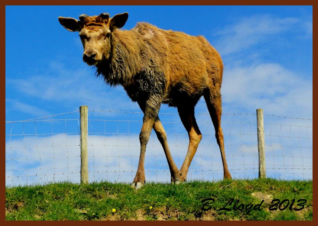 Dear deer ! & who's that coming over the hill  ?  by beryl