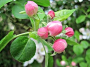 10th May 2013 - buds of apple blossom 